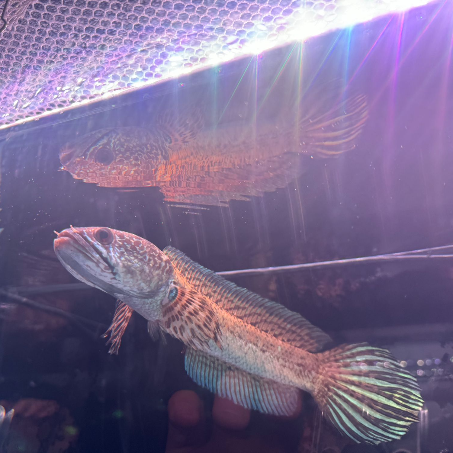 黄金眼镜蛇雷龙鱼-选鱼通用