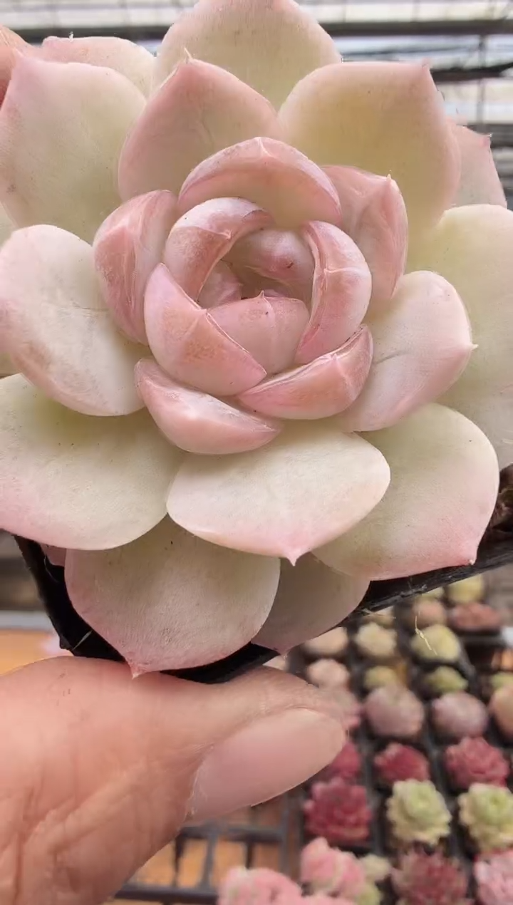 东云多肉园新款-221