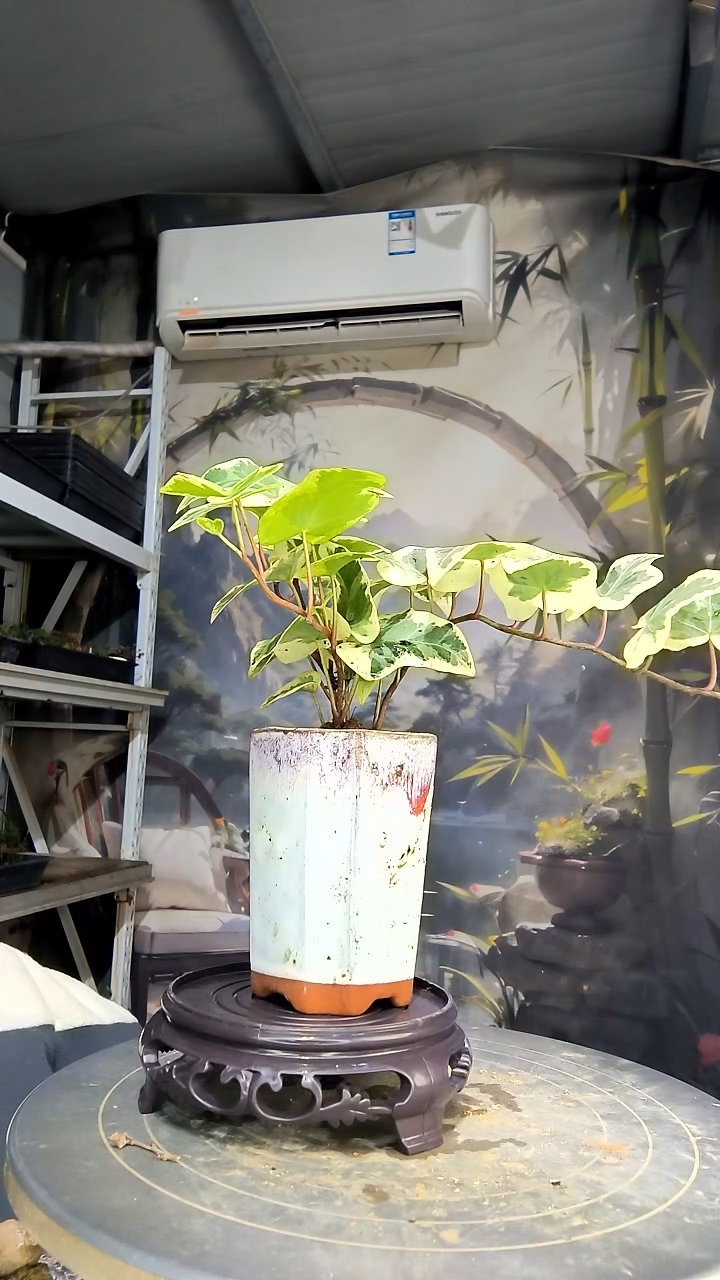 S****e中青园艺一物一拍花17