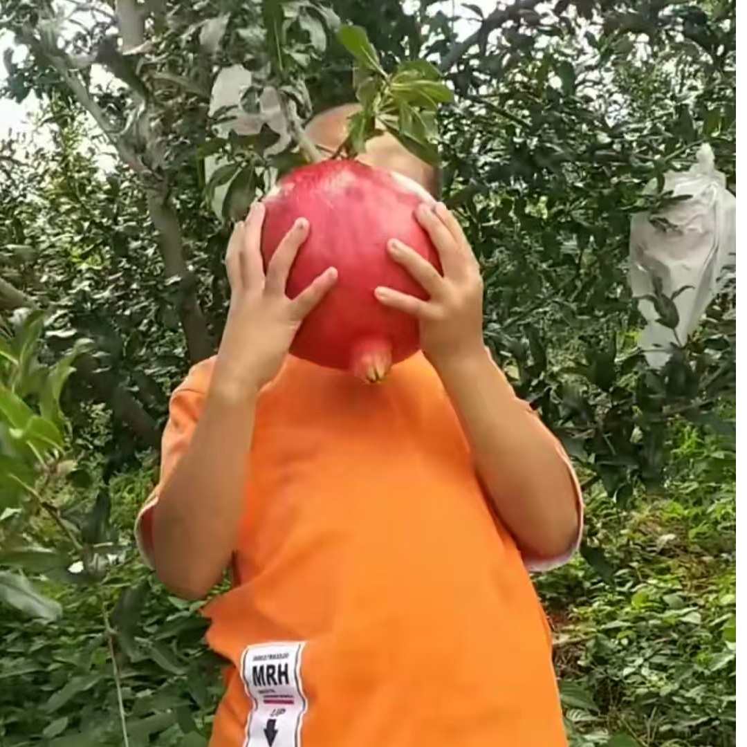 【品种苗】软籽蒙阳红石留南北方种植盆栽地栽抗冻