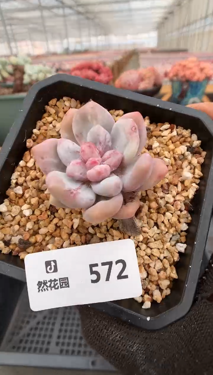 【闪购商品】572香水石化一物一拍