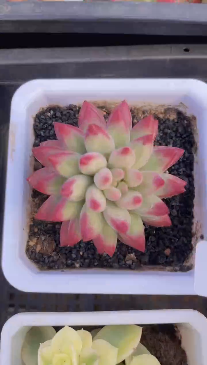 【闪购商品】011车厘子多肉