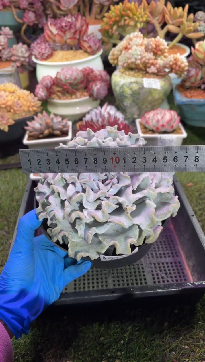 【闪购商品】06298