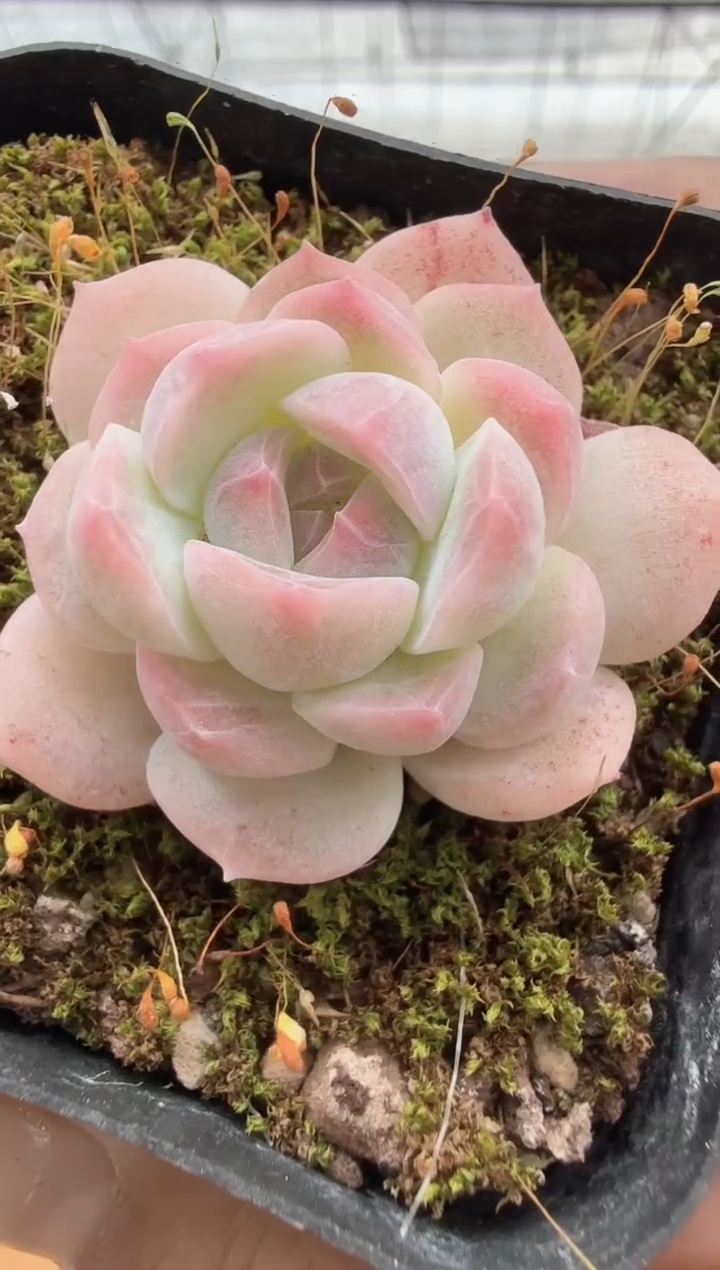 东云多肉园二店-86