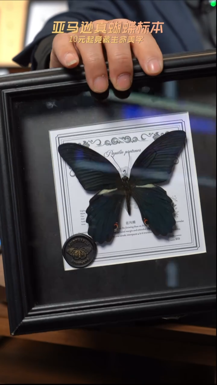 蓝凤蝶盲盒款7寸方框