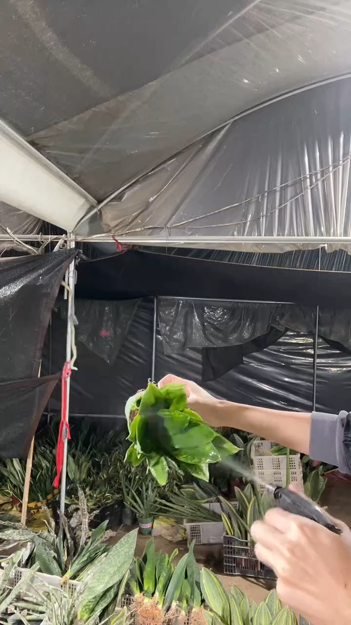 雪花兰带盆土6.8