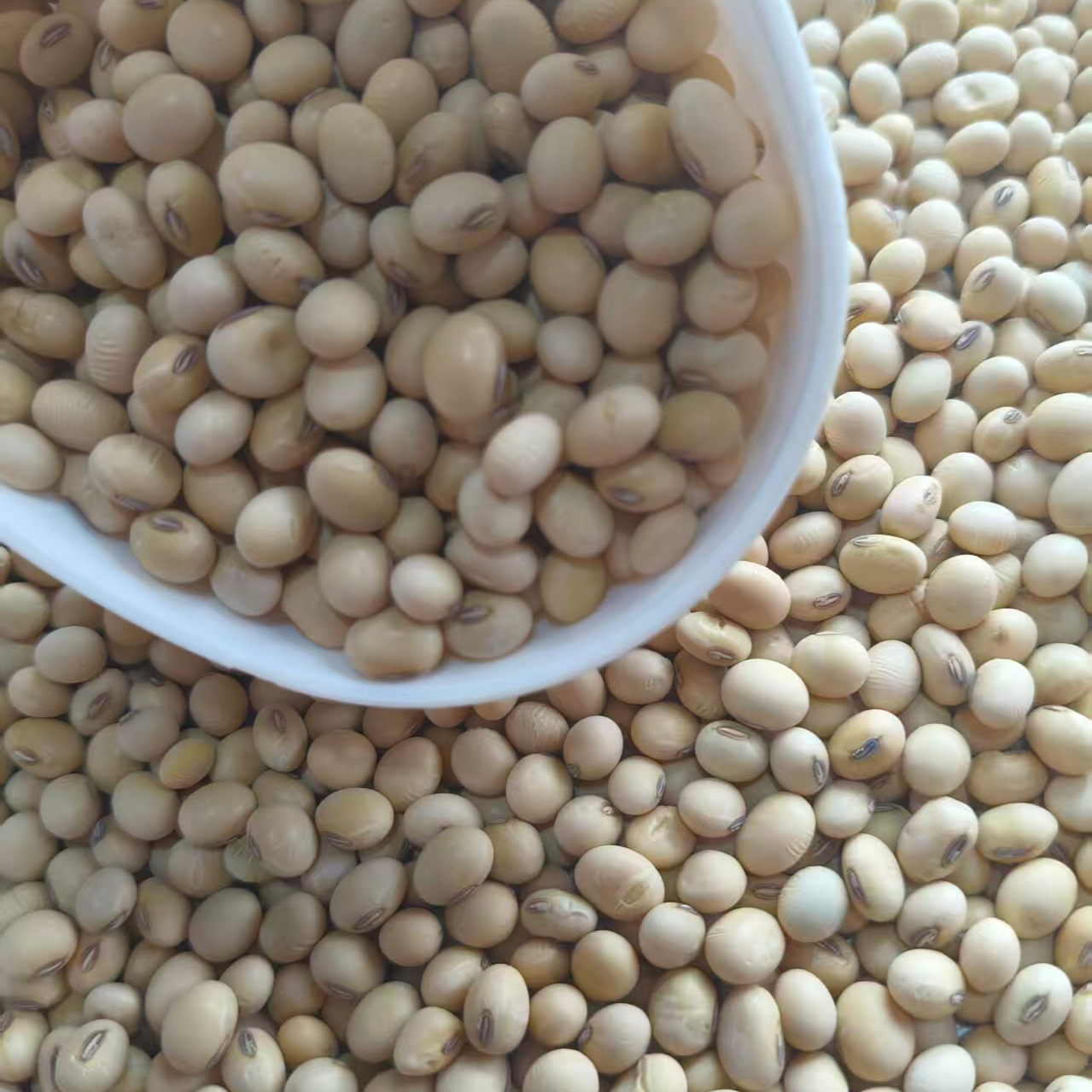 黄豆莆田本地山里农家黄豆非转基因老品种包邮