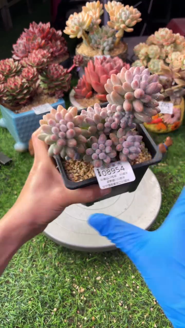 昆明印象多肉08954