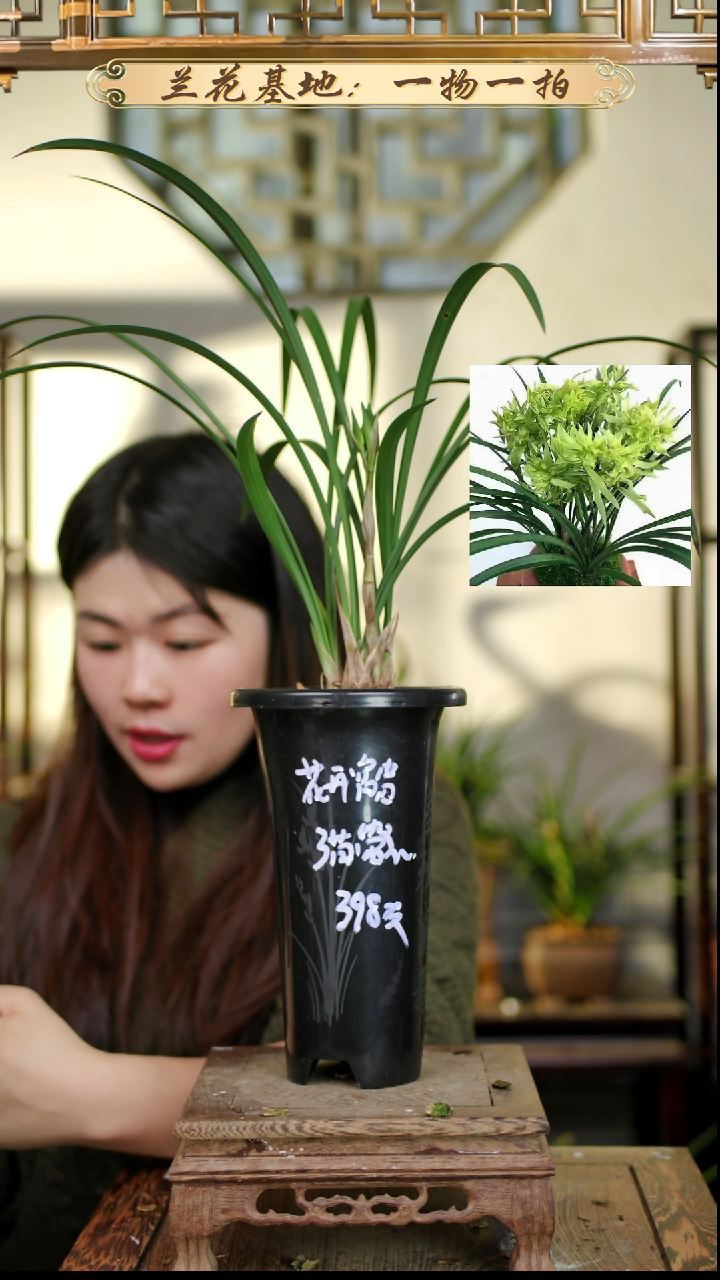 完全开放余蝴蝶3苗1花苞