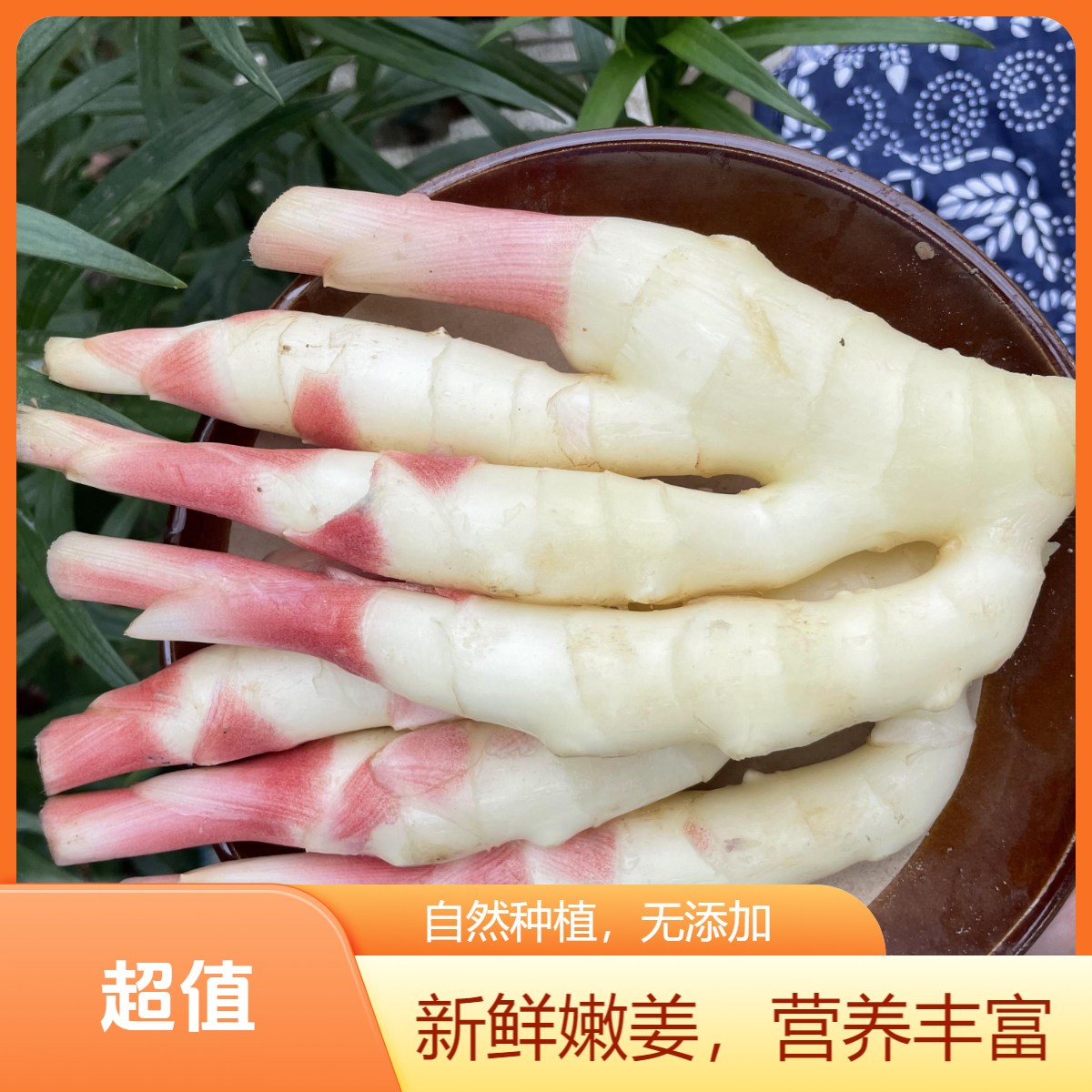 明日达5斤新鲜现挖现发红芽嫩姜窝子姜脆嫩泡姜泡菜