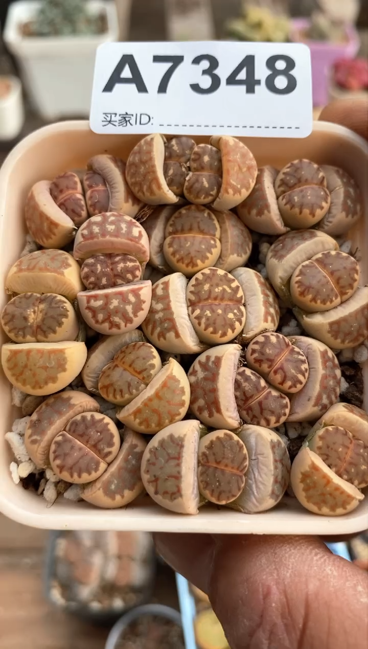 【闪购商品】7348直播间一物一拍