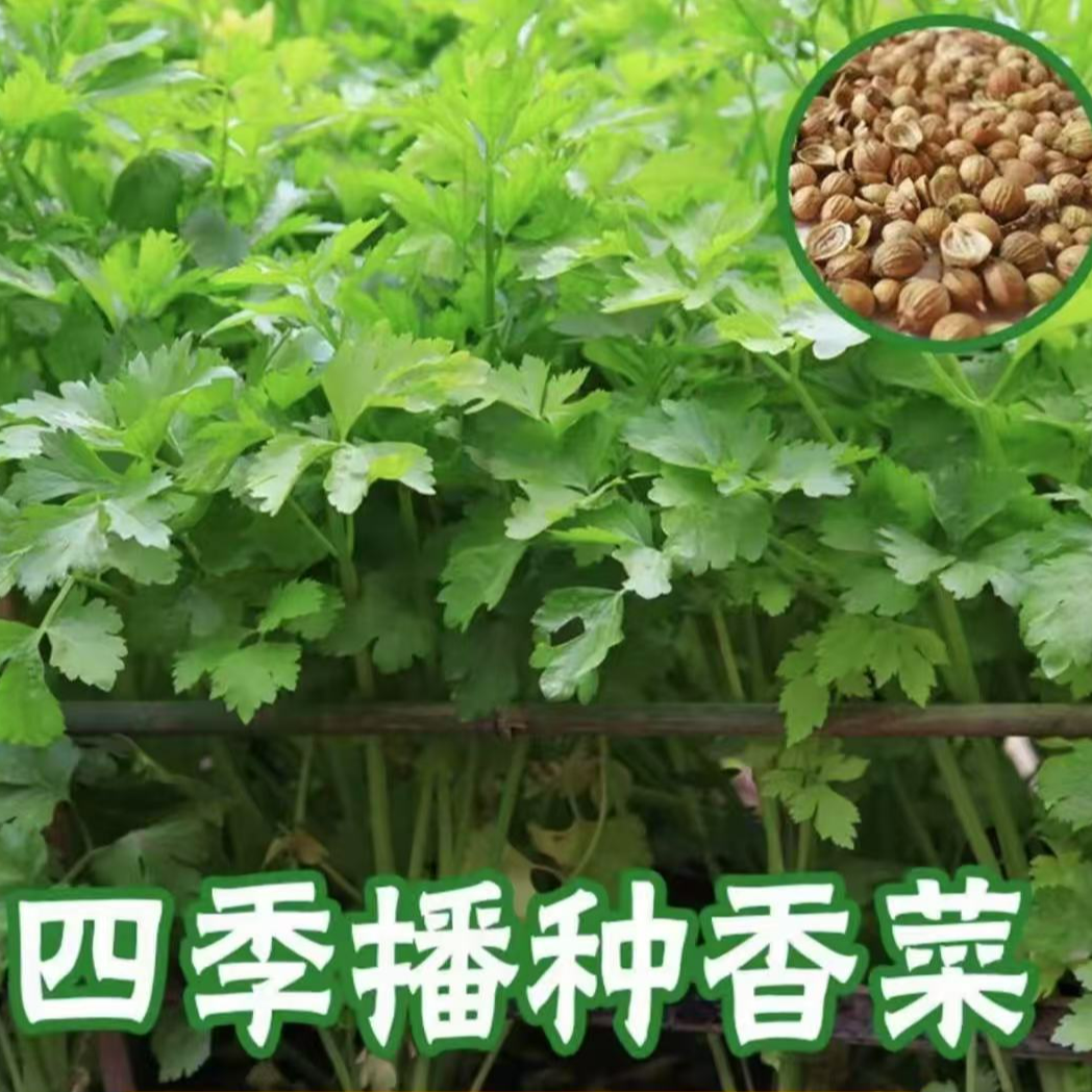 【大叶香菜种子】四季速生香菜种子大叶芫荽味浓阳台种植种籽商品图