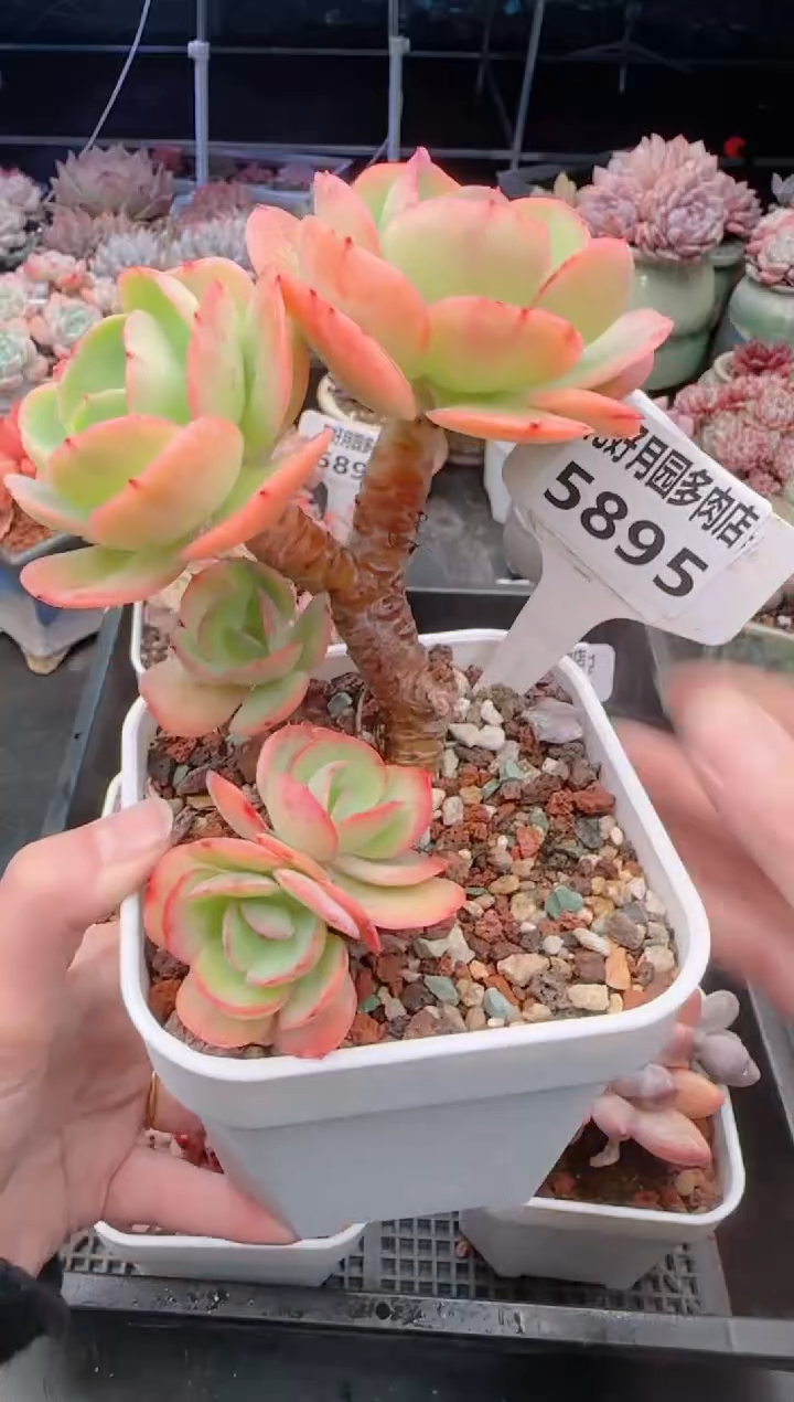 【闪购商品】5895碧桃