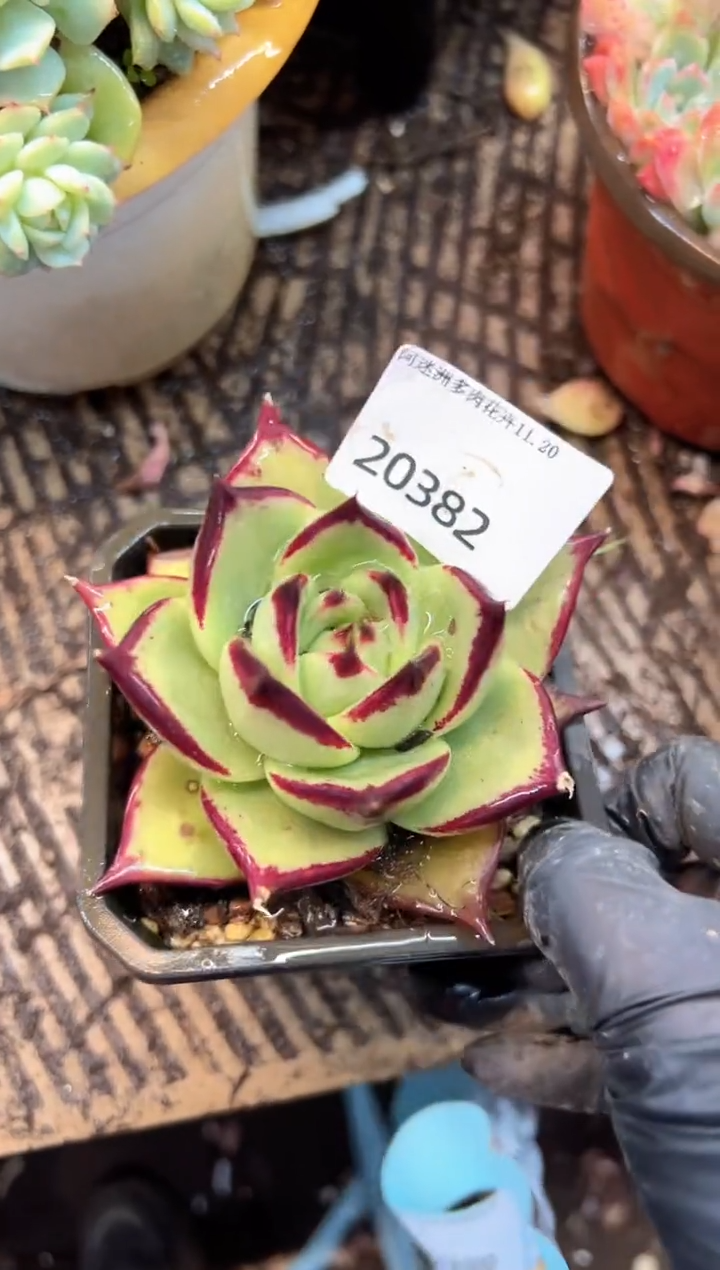 平*树多肉植物一物一拍20382