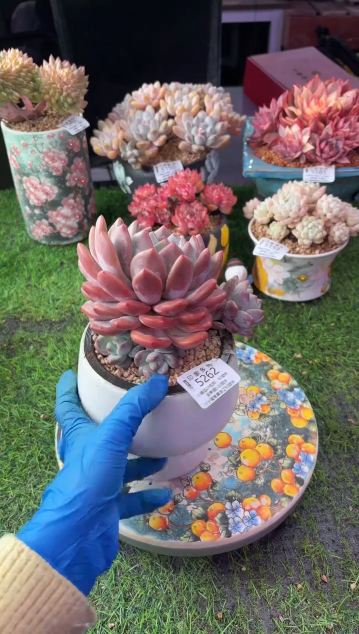 昆明印象多肉5262