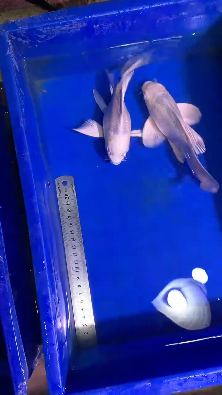 蝴蝶鲤鱼蝴蝶鲤直播选鱼专用链接 凭开箱视频售后