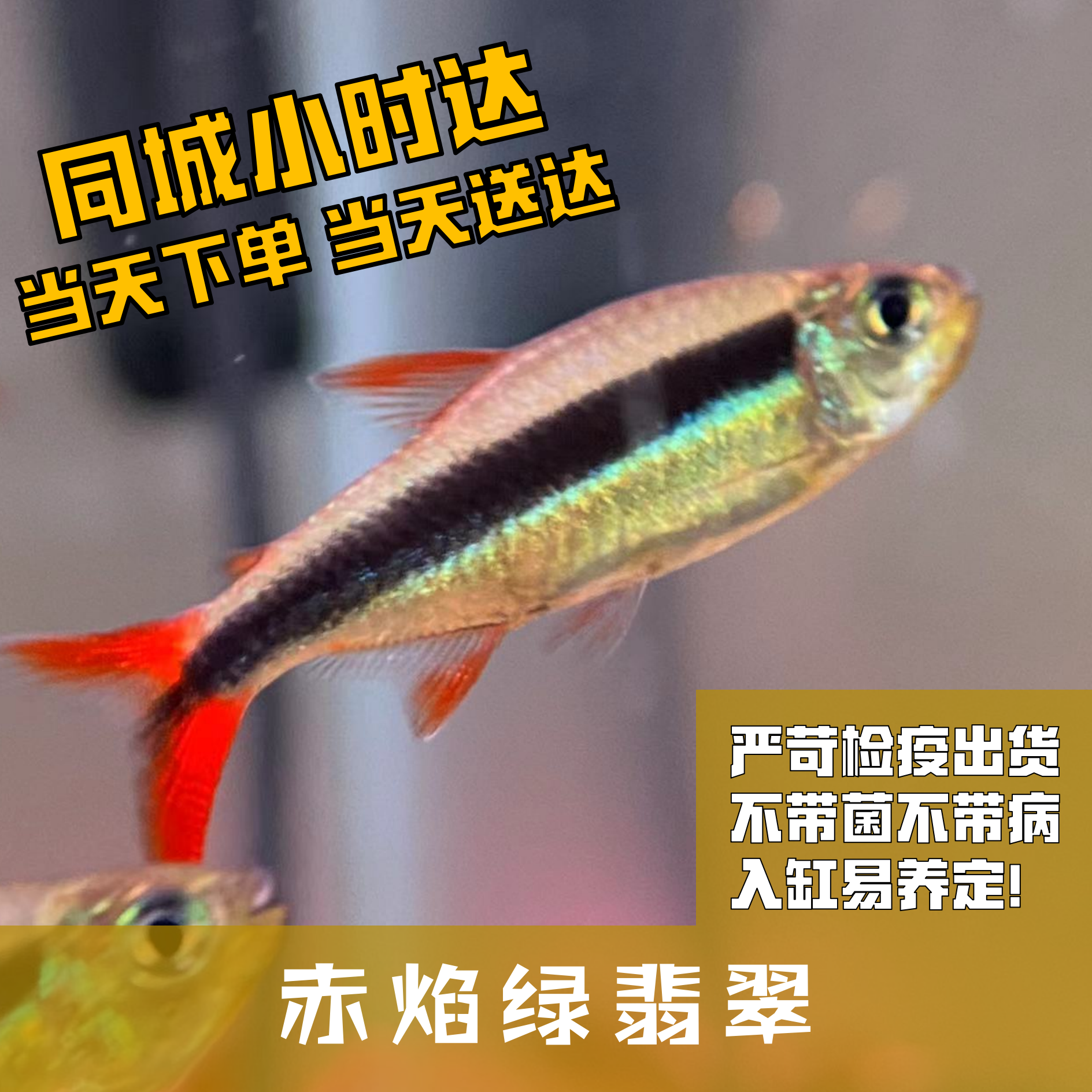 Boo小鱼赤焰绿翡翠小型灯科鱼