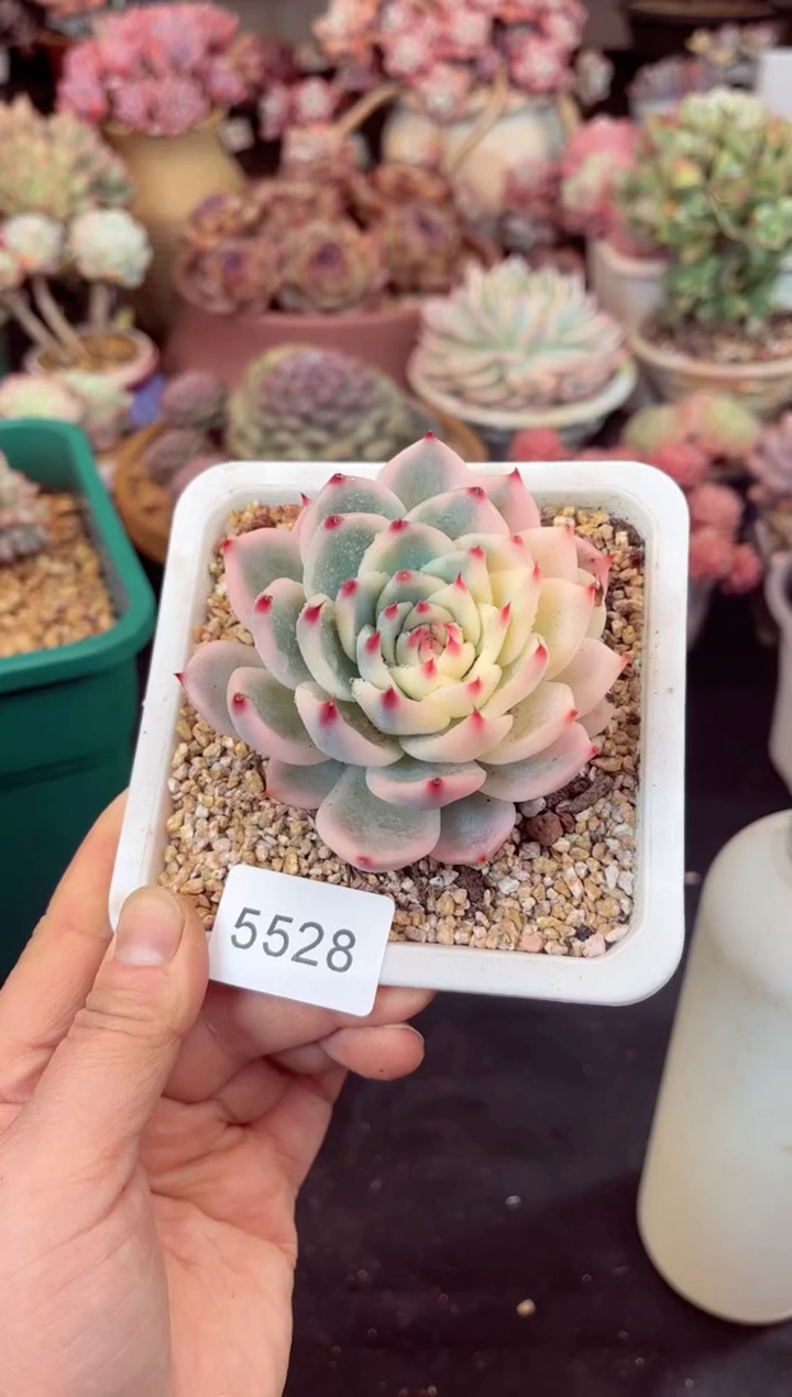 【闪购商品】5528吉娃娃锦多肉