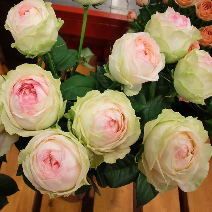 花妖【DFR87】四季开花浓香