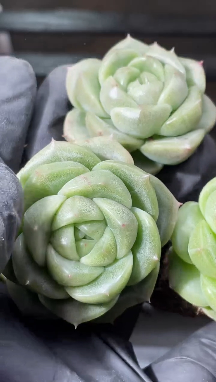 29-8 绿牛3-4厘米量拍发一颗