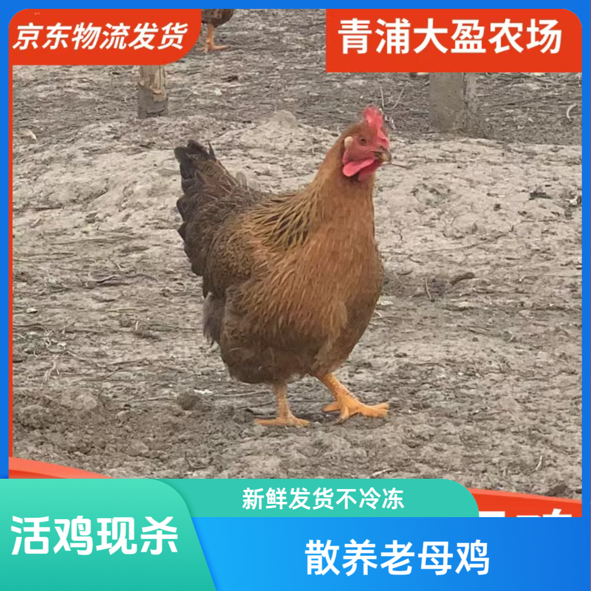 毛重5斤 净堂4斤以上 上海青浦大盈正宗散养老母鸡 当天下单次日中午送达