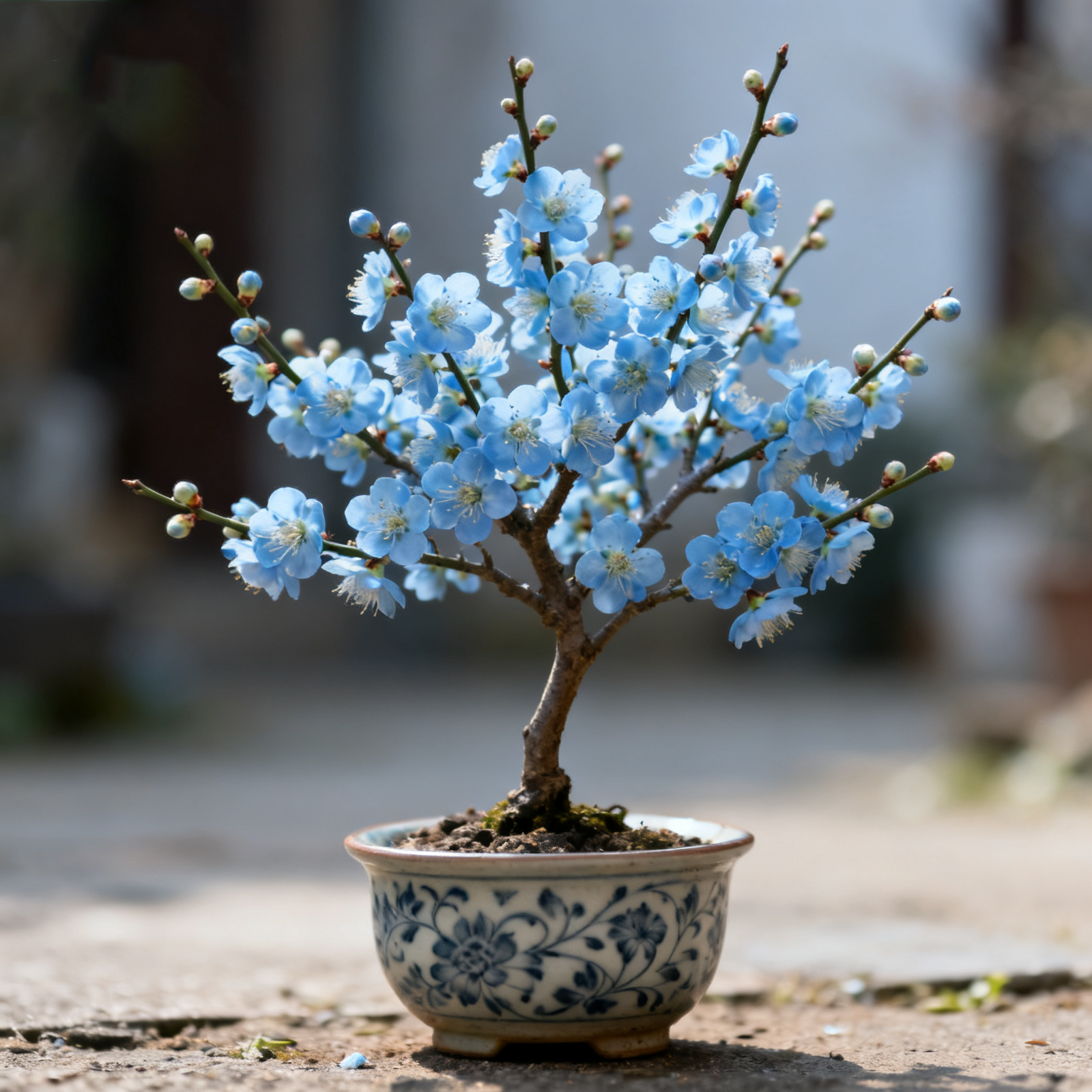 【带花苞】浓香型腊梅树苗盆栽花卉绿植室内阳台庭院耐寒耐旱好养活