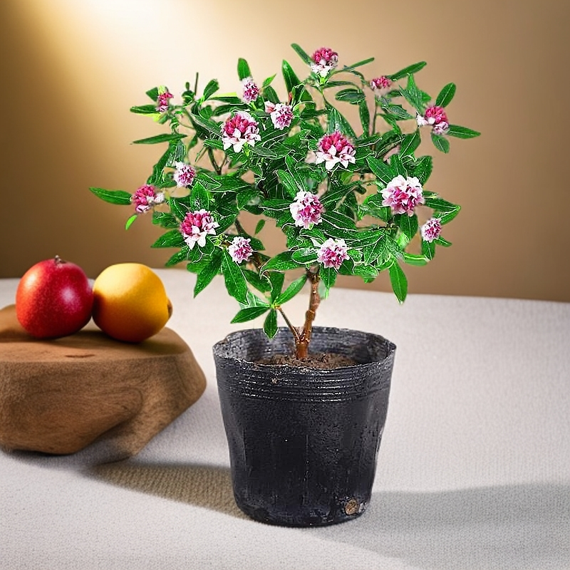 金边瑞香花苞耐寒盆栽室内观花四季常绿芳香花卉