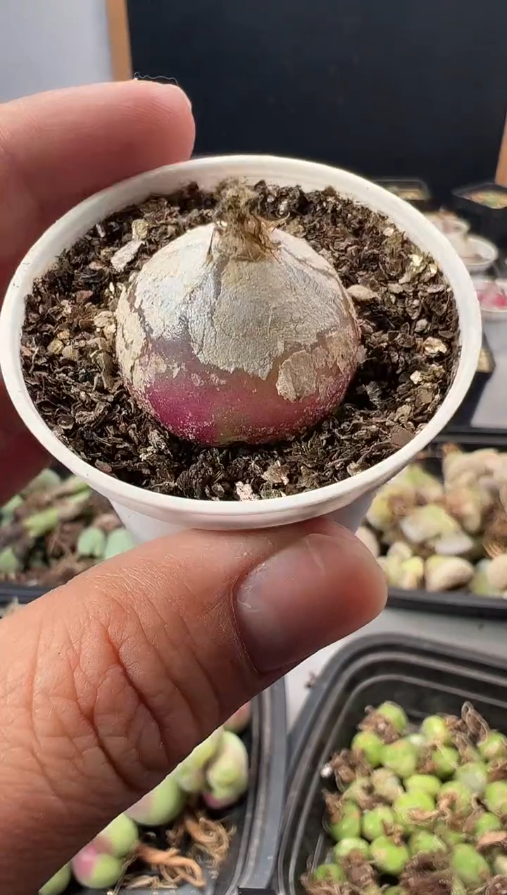  一物一拍         193