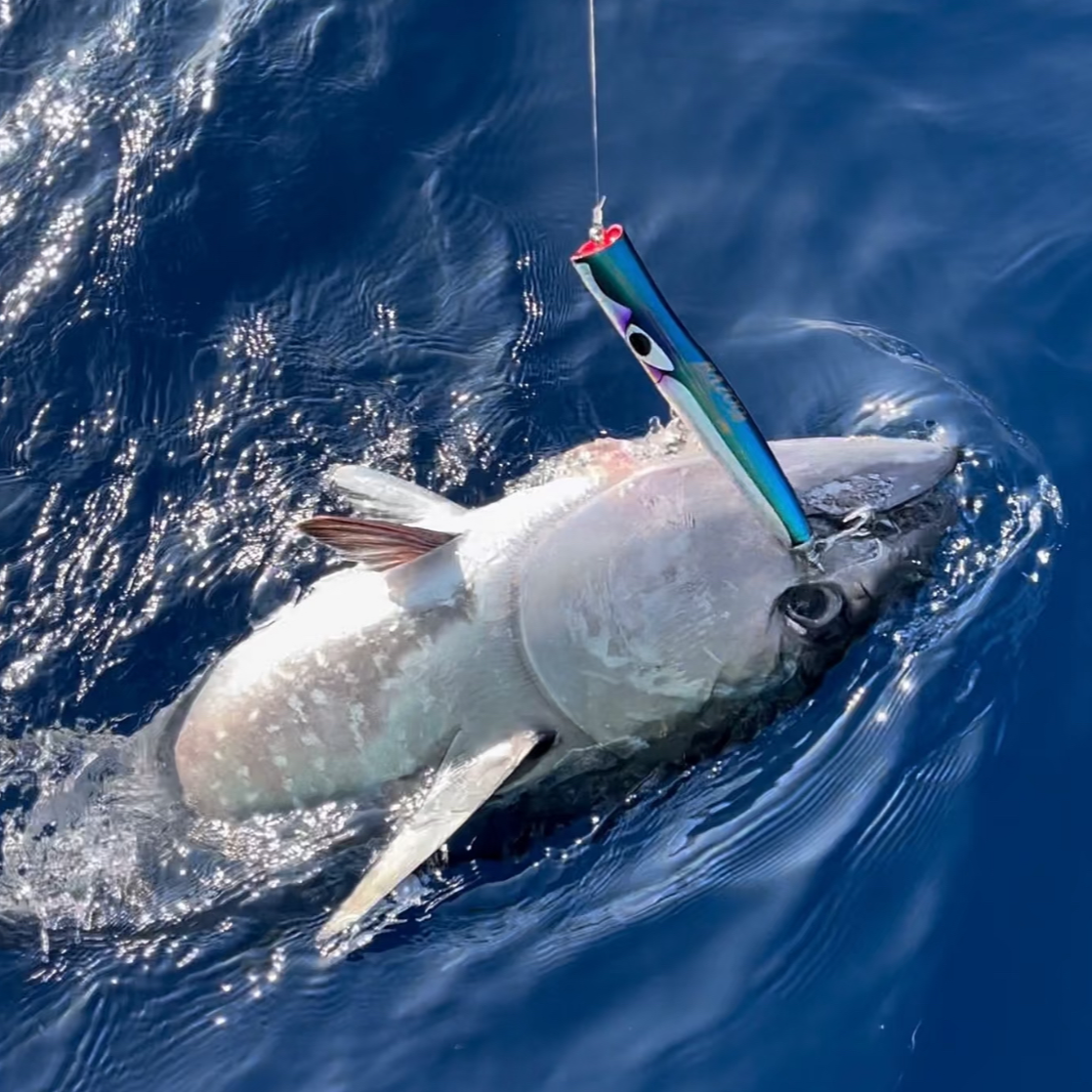 【石浦渔夫】现称现卖 海钓金枪鱼 码头鲜发顺丰冷链