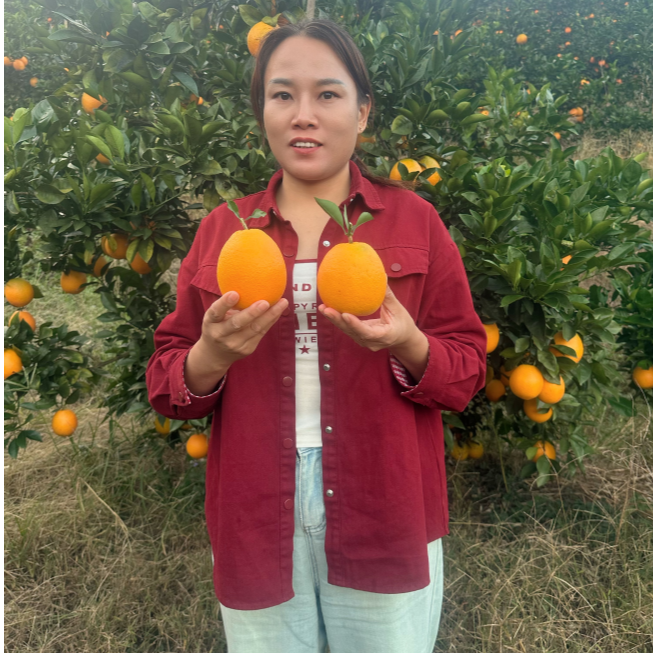 燕子专属【顺丰京东】正宗赣南脐橙皮薄多汁橙香浓郁原产地直发