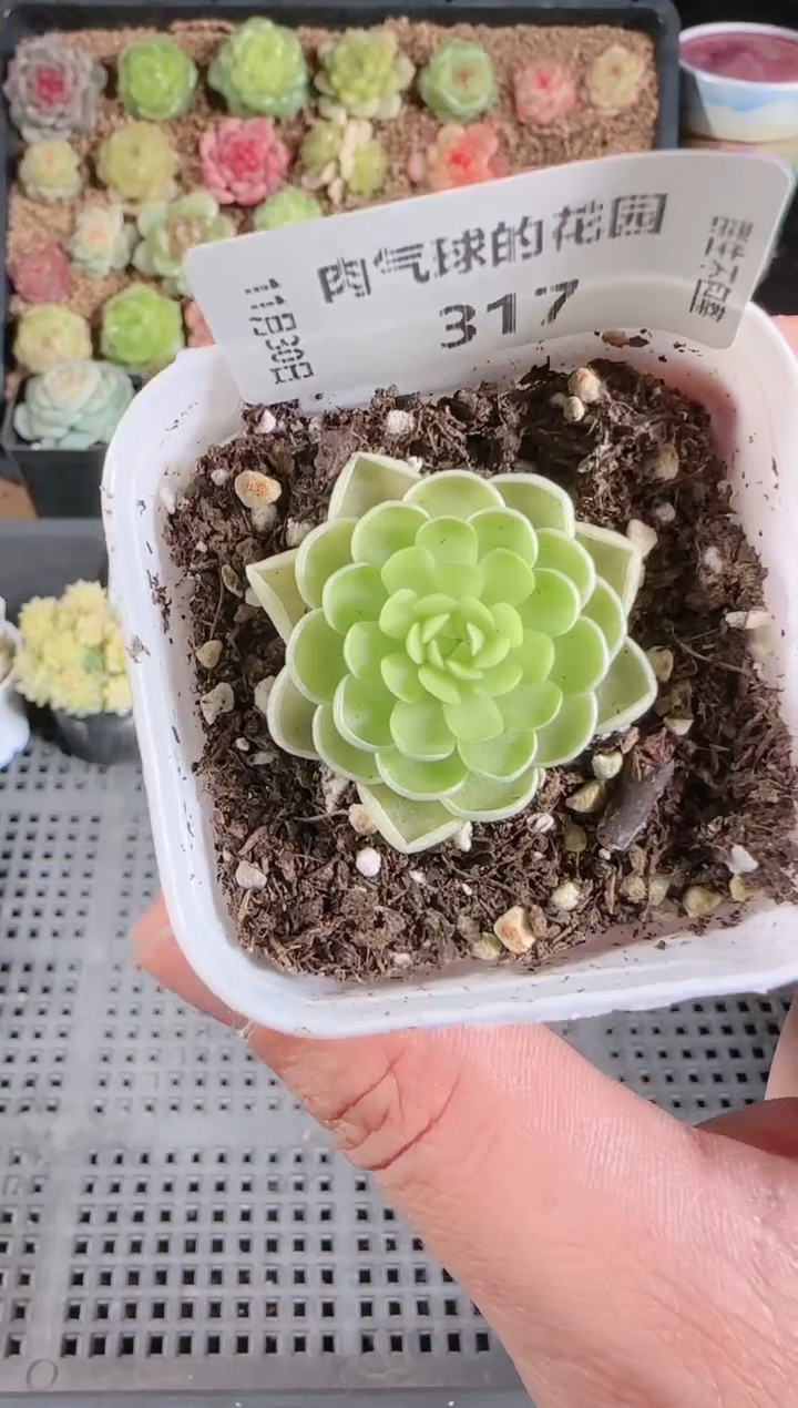 1130-317多肉群生不包整