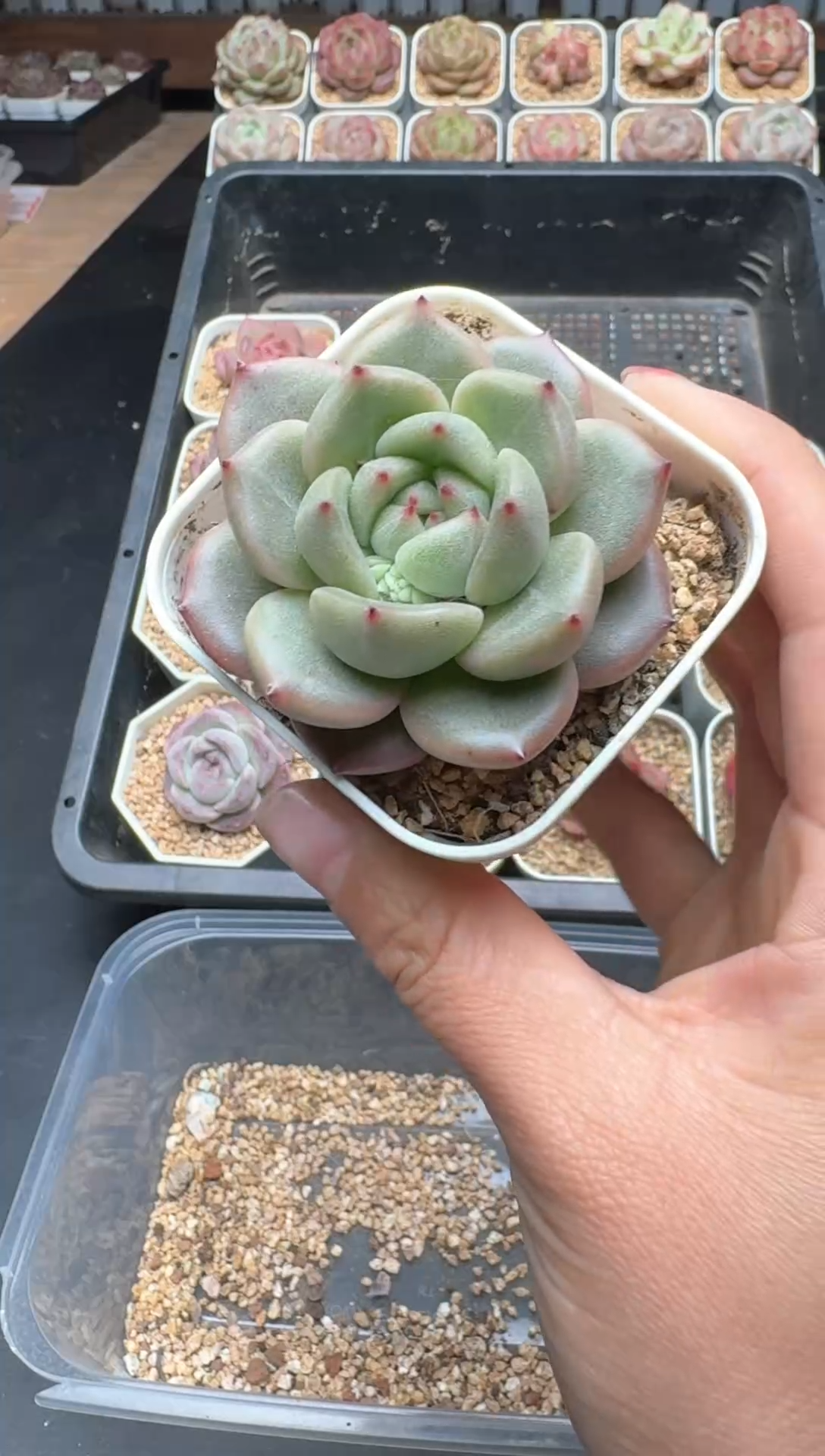 【闪购商品】575A号一物一拍多肉花卉植物拍3颗起发