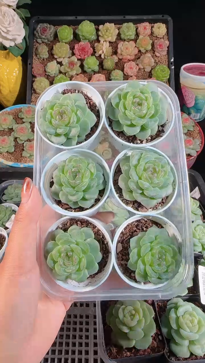 1111-378p3-9量拍（群生不包整）