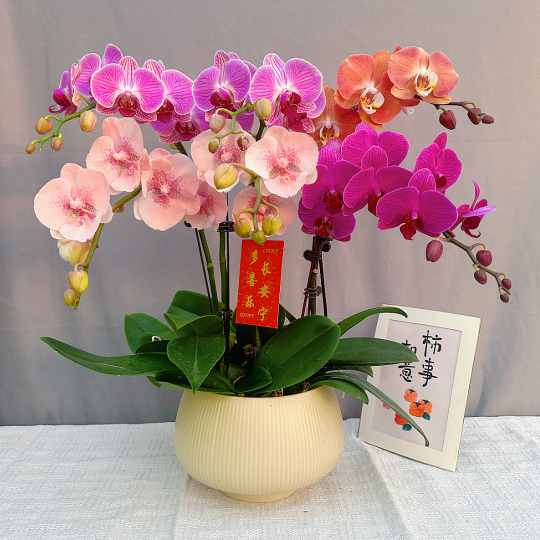 花满屋【全家福-蝴蝶兰】 高端定制 艺术拼色 花期长送人送礼年宵花