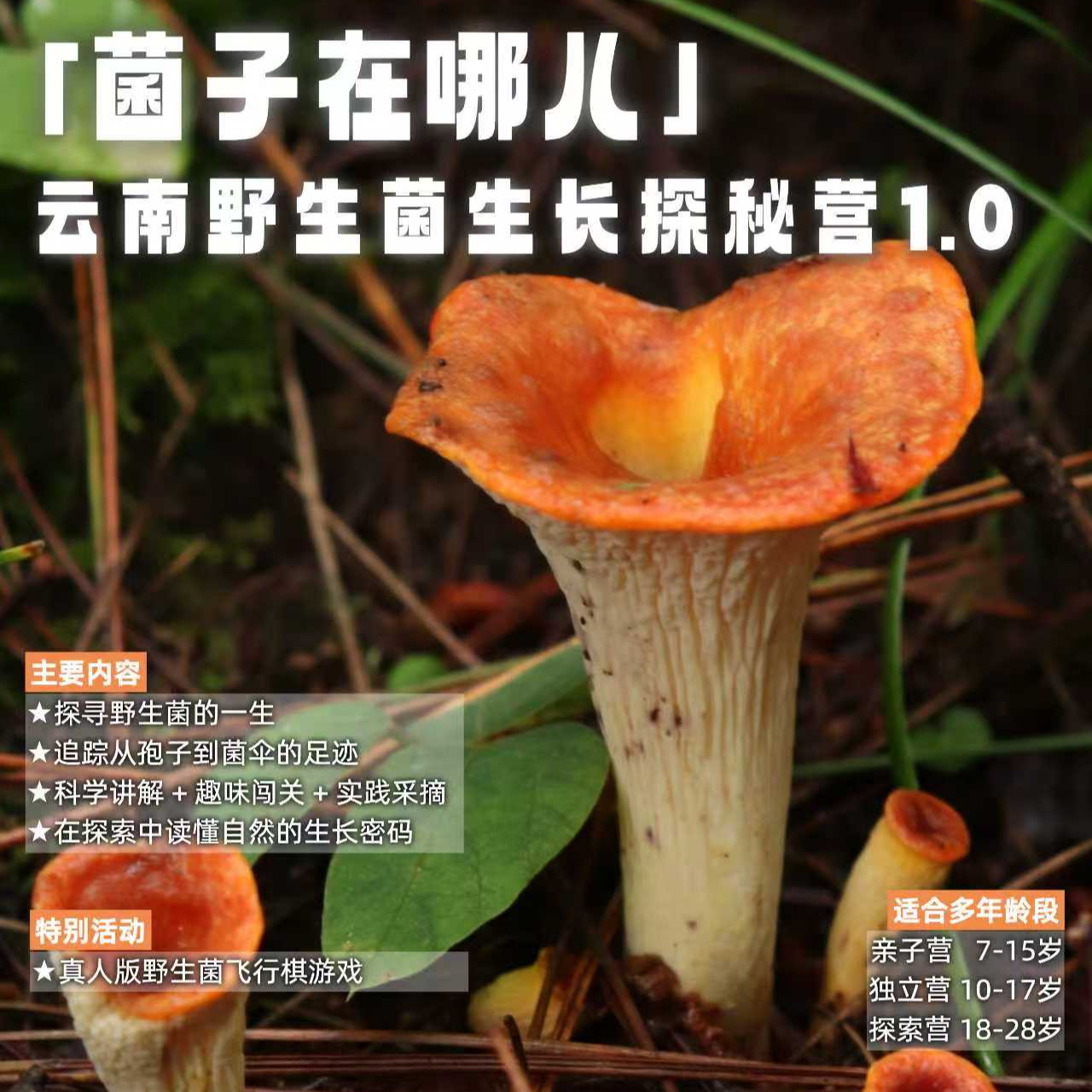丽江单日营 | 菌子在哪儿1.0：云南野生菌生长探秘营