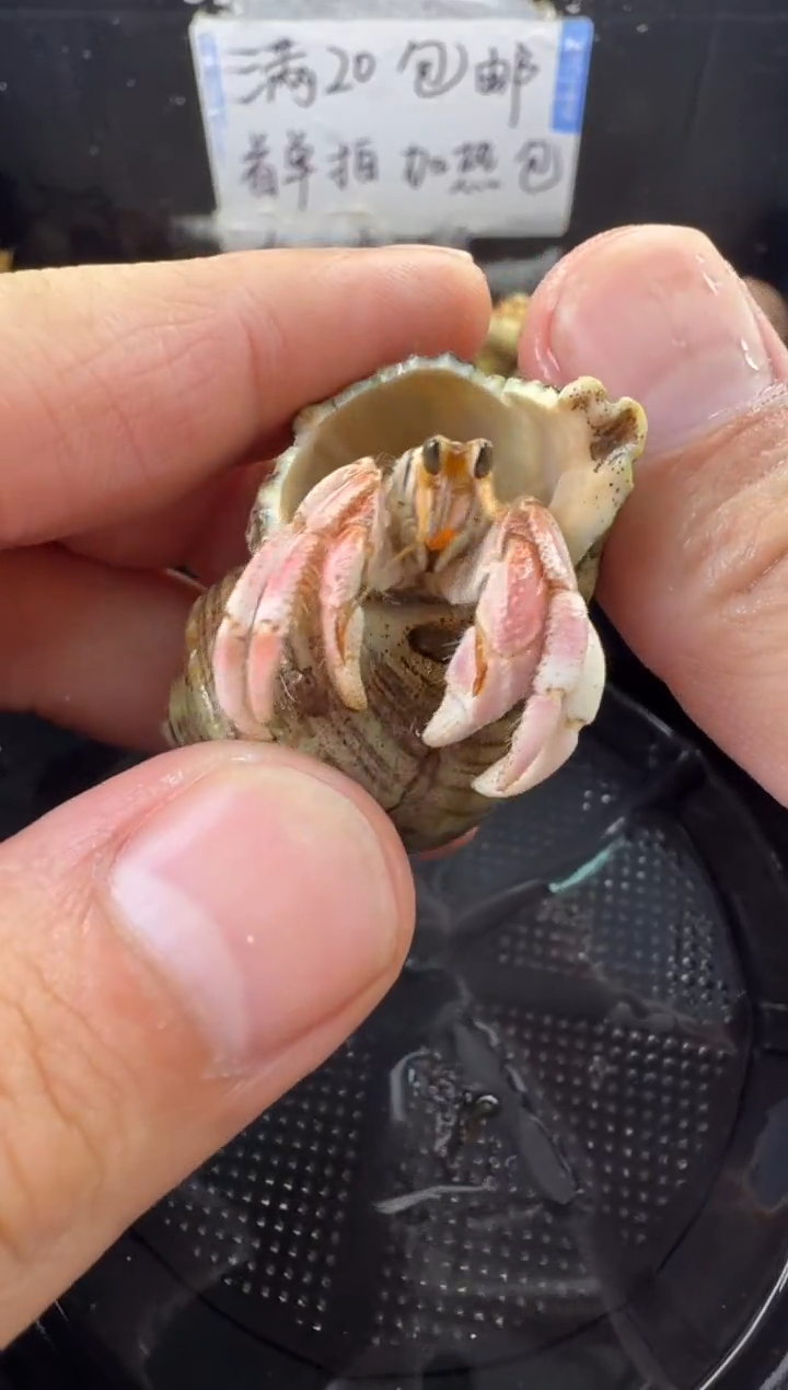 1.5口彩灰一只，不包全品