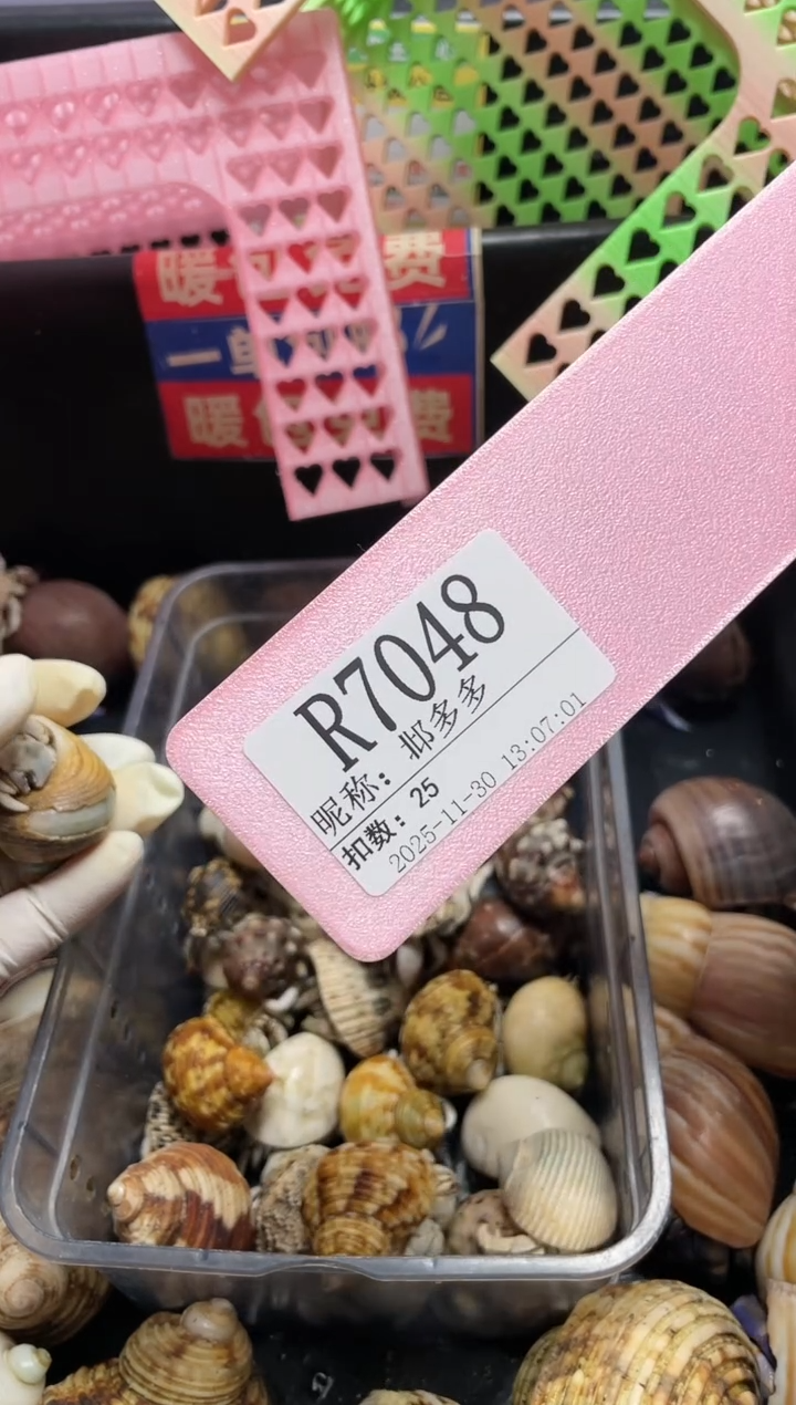 邶*多陌派帝国寄居蟹7048