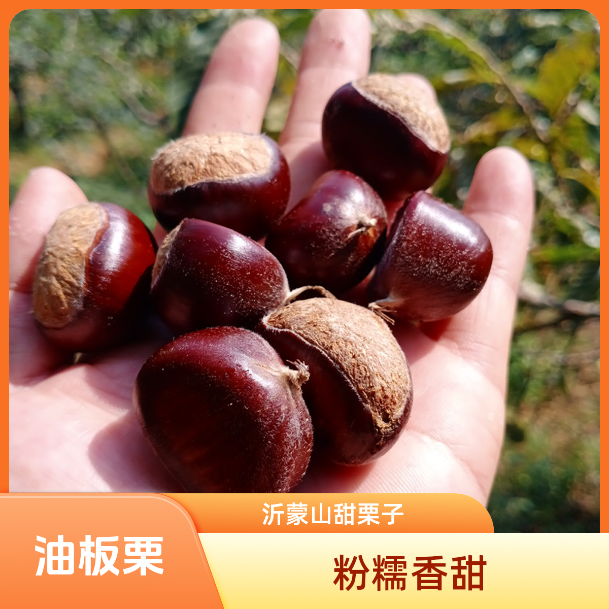 山东正宗老树鲜板栗新鲜去壳鲜板栗高山鲜栗子新鲜油板栗粉糯香甜