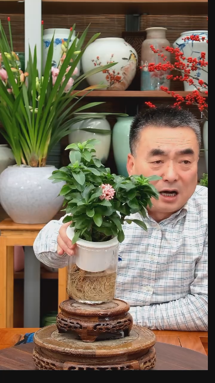 无花朵我****迷水之韵水培龙船花