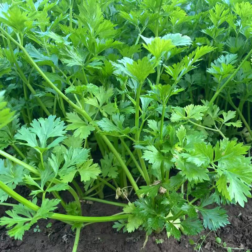 【应季蔬菜】新鲜芹菜