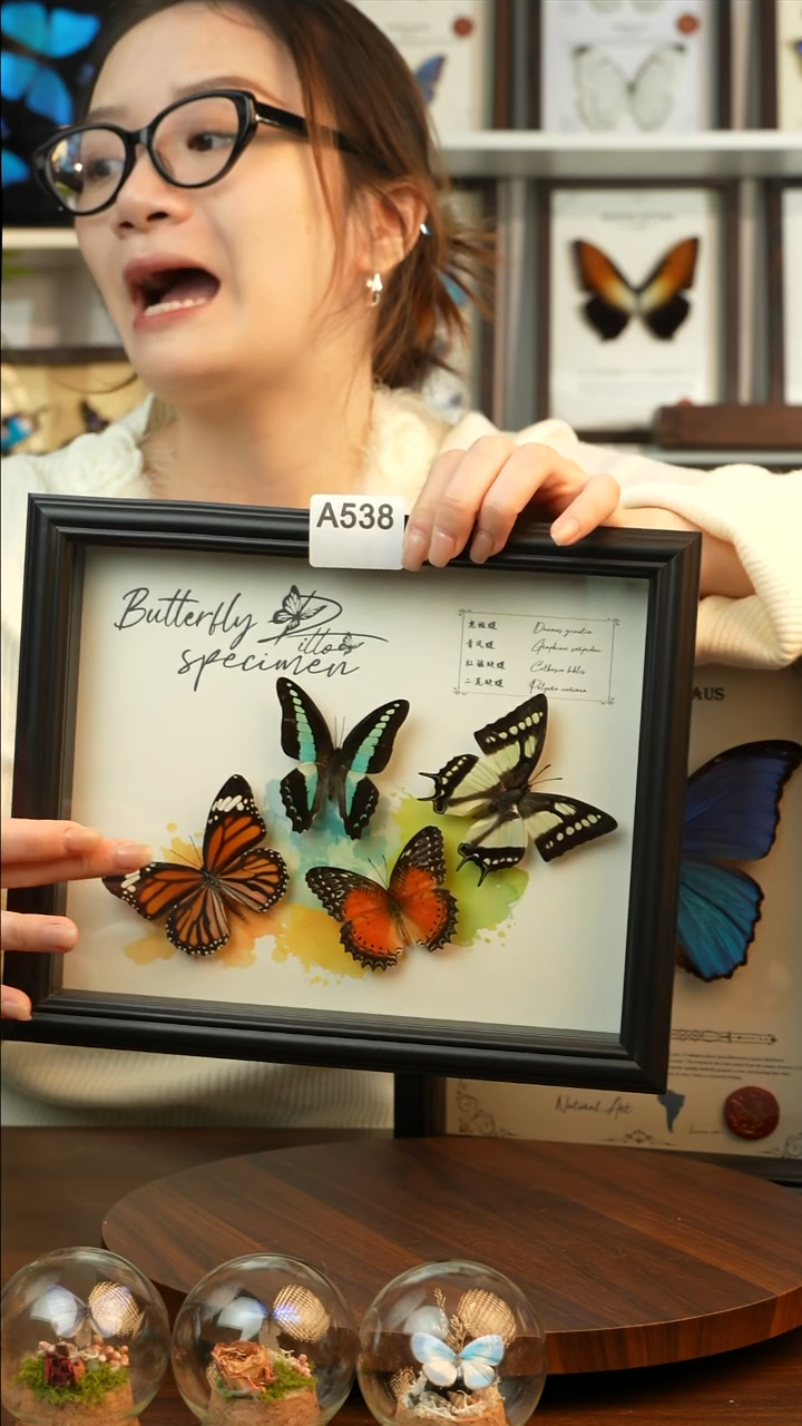 四色蝴蝶组合（10寸欧式黑框）A538