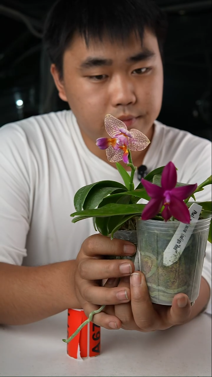 当前无花朵，栽培后可花朵欢乐童话+红狗 2.5（轻微叶瑕）