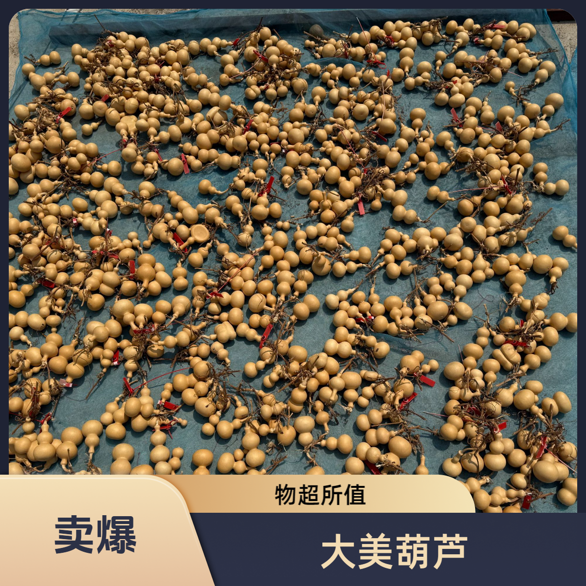 大美葫芦一物一拍（误乱拍、不保龙头）