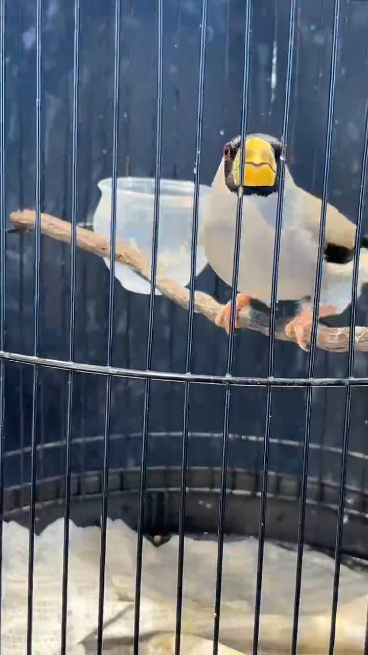 75号  花嘴养笼  0元起拍