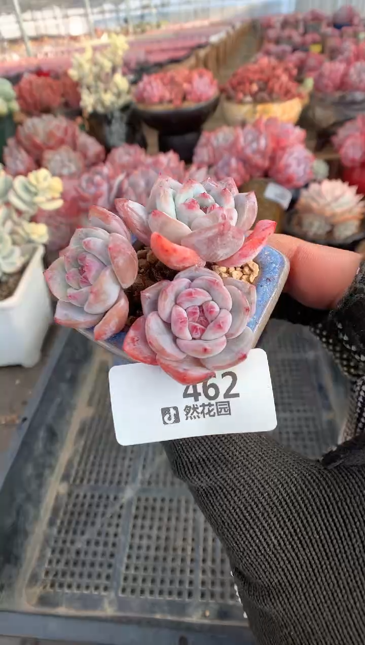 462星影多肉植物一物一拍