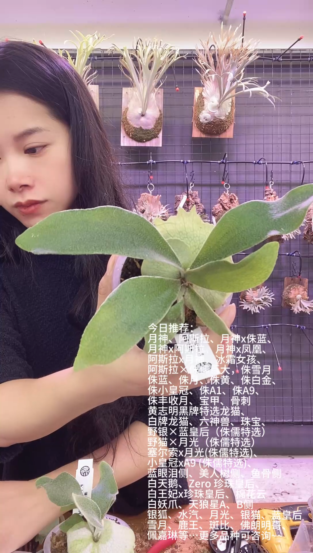 无花朵澳银1杯苗