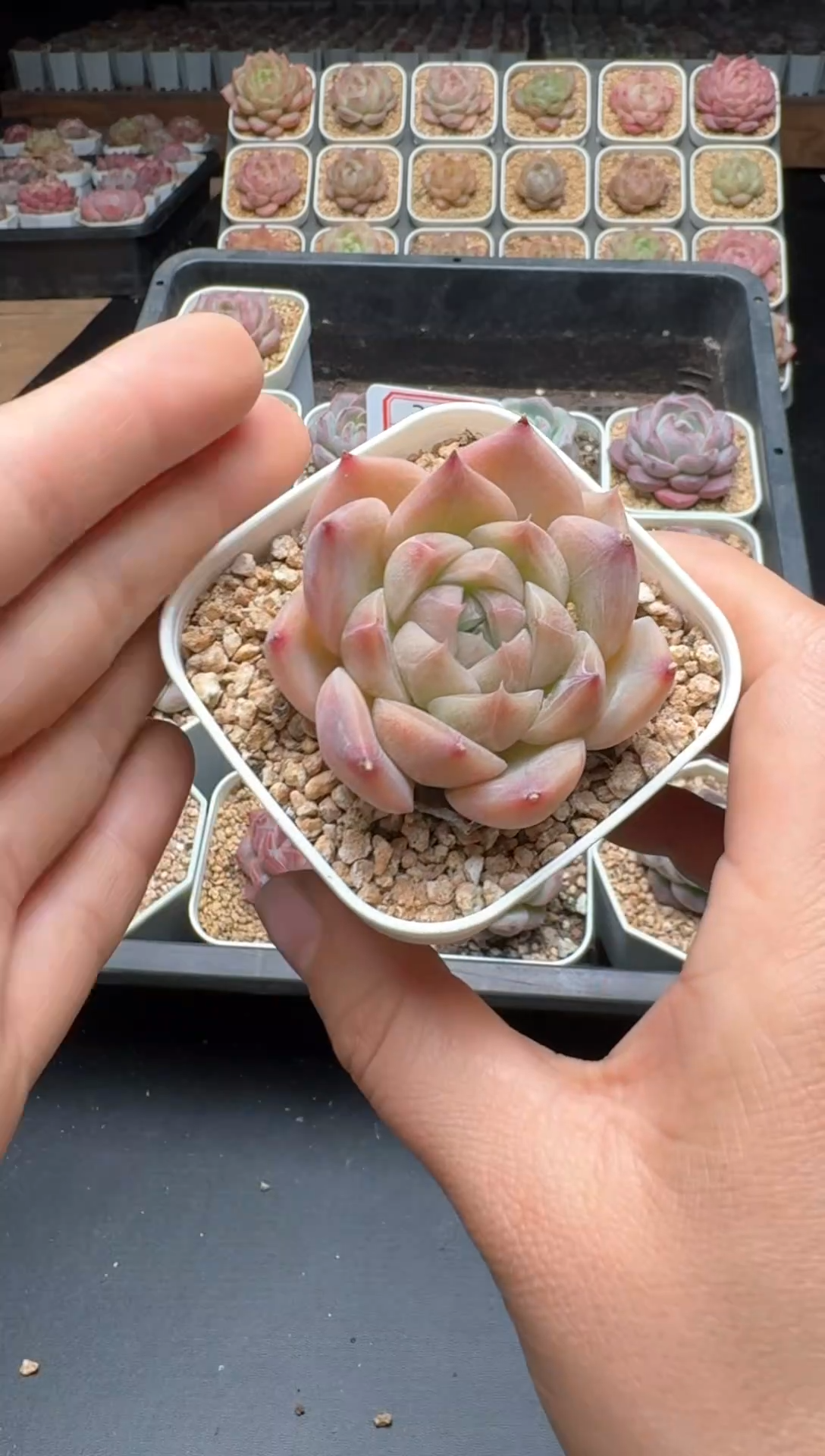 【闪购商品】124号 珍妮杂交多肉 花卉植物