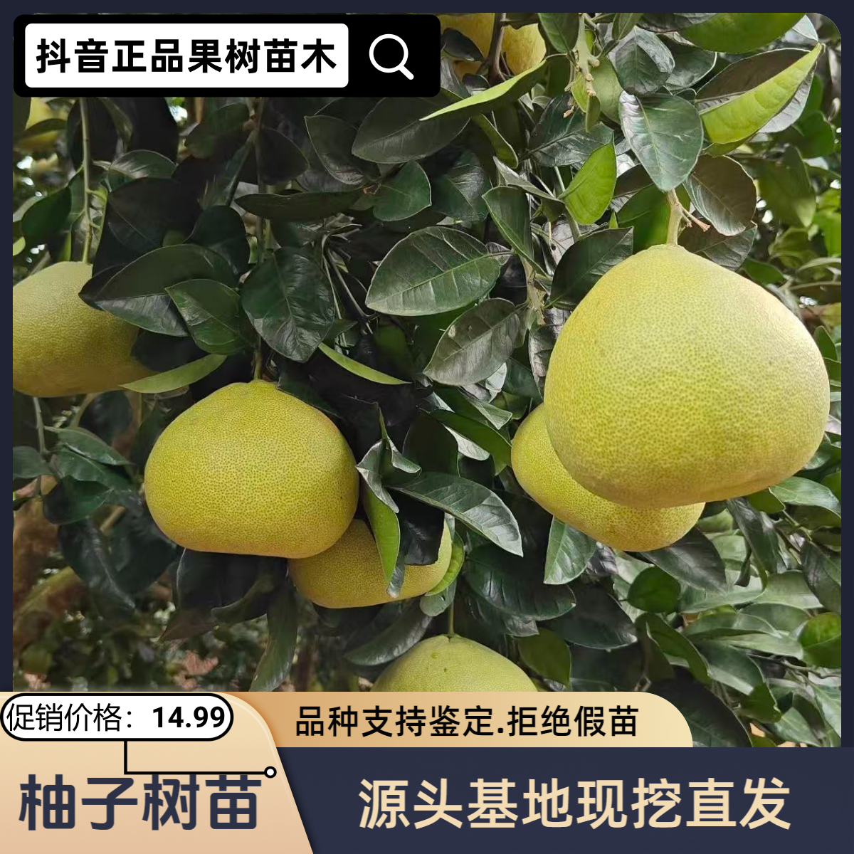 广西柚子树苗南北方庭院地栽阳台盆栽种植耐寒易活果树苗红心柚子