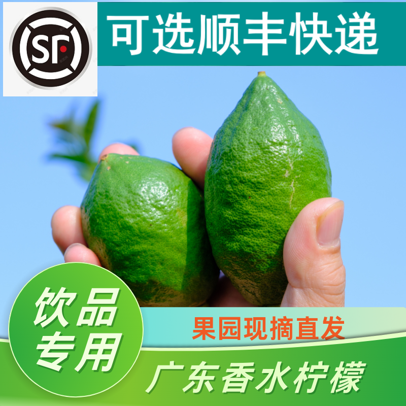 【可自选顺丰快递】广东香水柠檬无籽新鲜果园直发奶茶店用