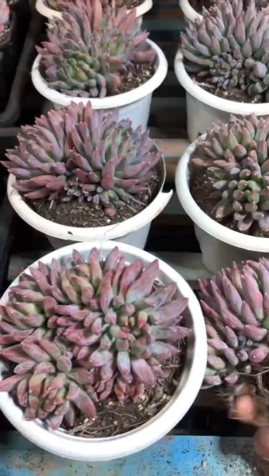 【闪购商品】整桩炫彩星16.8米